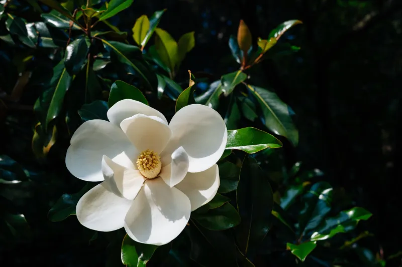 Why Georgia Smells Like Home: The Brain Science Behind Botanical Memory and Emotional Healing