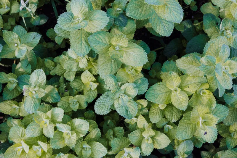 Plant It Once, Protect It Forever: Georgia's Aromatic Botanicals That Send Pests Packing