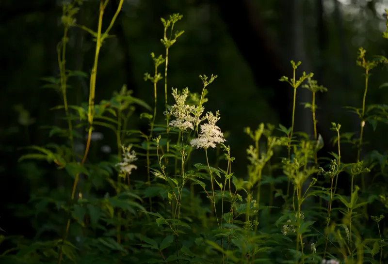 Why Georgia Grows It Better: The Climate Chemistry Behind the South's Most Powerful Aromatic Plants