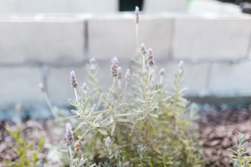 Roots, Blooms & Healing Scents: The Georgia Plants Your Wellness Routine Has Been Missing