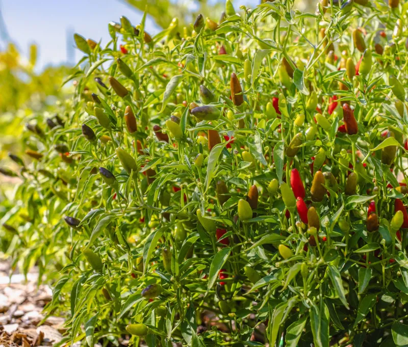 Fire from the Soil: Georgia's Native Pepper Plants Are Changing the Way We Cook and Heal