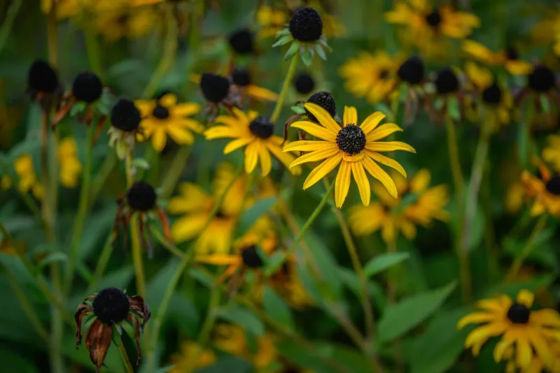 Wildflowers at Your Doorstep: Tapping Georgia's Native Blooms for Everyday Wellness
