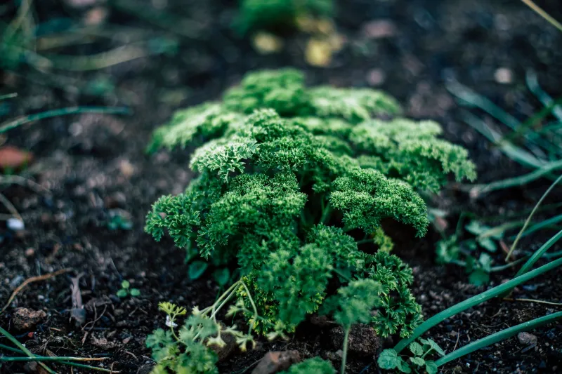 What's in the Ground Is in the Bottle: How Georgia's Red Clay Makes Aromatics Hit Different