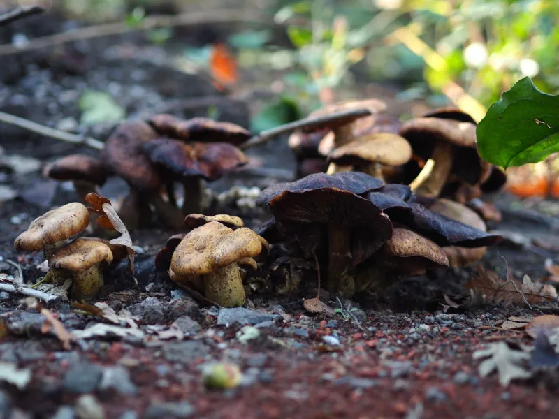 Free Food, Wild and Waiting: Your Month-by-Month Guide to Foraging in Georgia