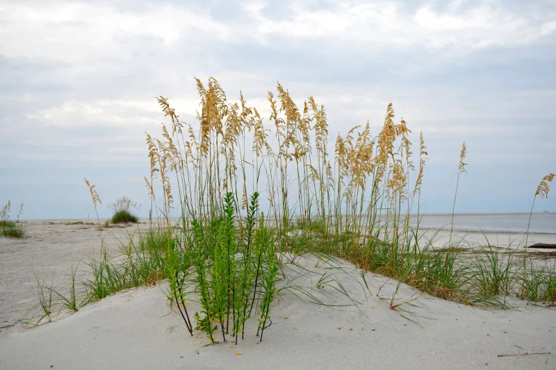 Smelling Home: How Sweetgrass and Cedarwood Are Helping Georgians Heal What Words Can't Reach